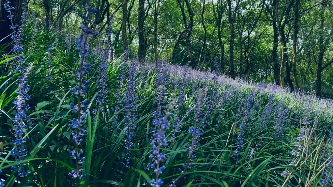 八公山風(fēng)景區(qū)紫色花海