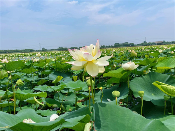 【圖說淮南】——焦崗湖內(nèi)花意濃