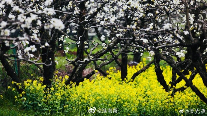 【圖說淮南】——淮南春天里的樹景