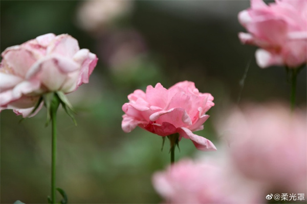 【圖說淮南】——邂逅初夏的鮮花