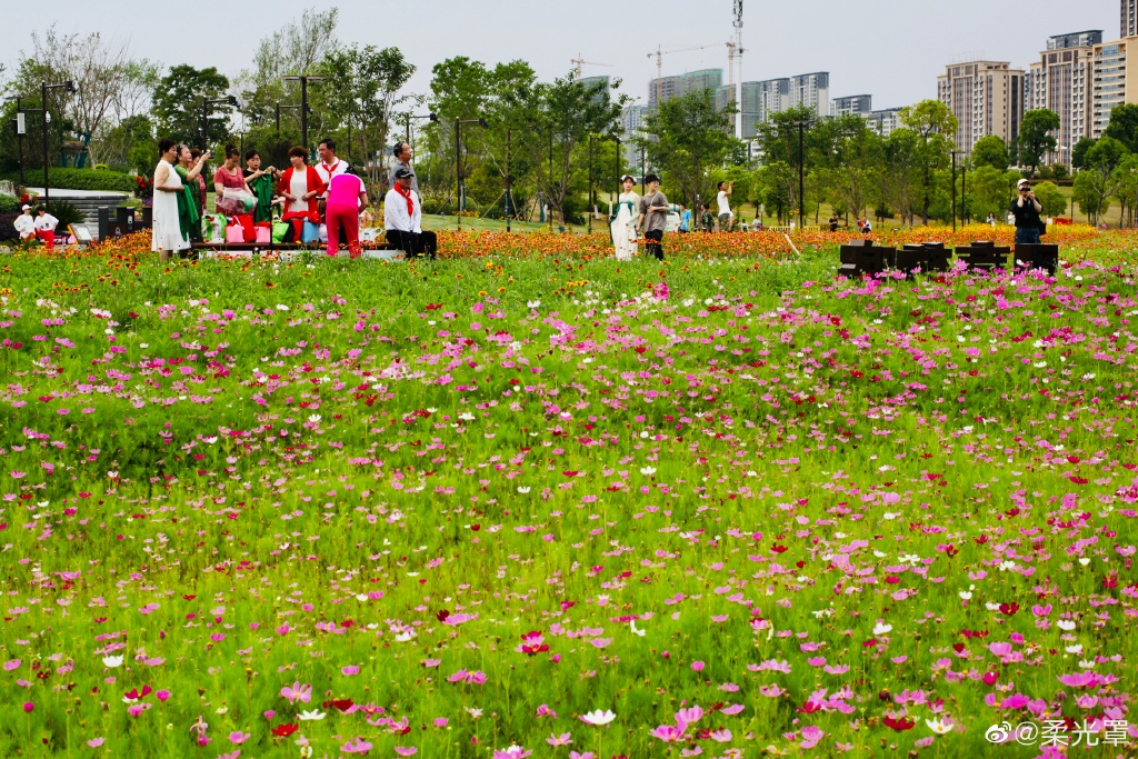 【圖說(shuō)淮南】——淮南的中央公園的花一定不能錯(cuò)過(guò)！