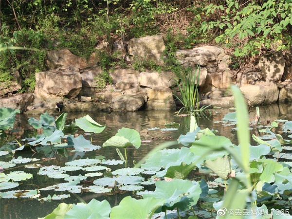 【圖說(shuō)淮南】——淮南龍湖公園的夏景是什么樣的？