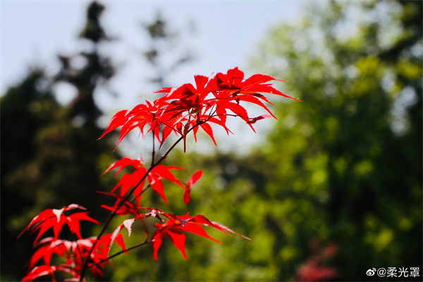 【圖說淮南】——五月紅葉